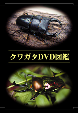 DVD�摜