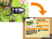 �X���C�h�摜